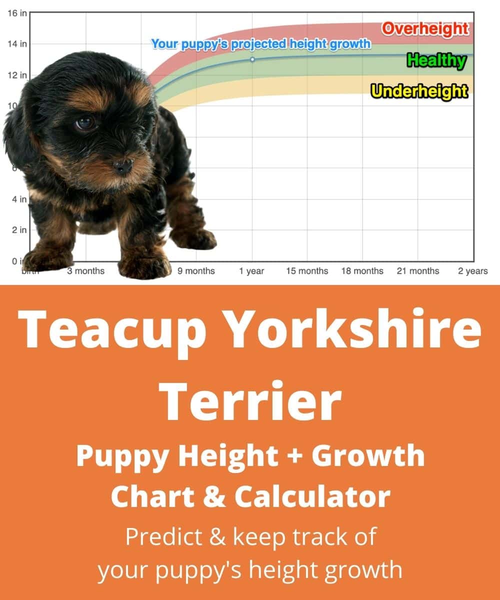 teacup-yorkie Puppy height Growth Chart teacup-yorkie Puppy height Growth Chart